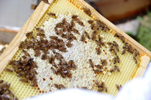 Pure, Raw, Native Connecticut Honey